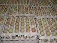 CHINESE RINGNECK Pheasants Hatching Eggs (Pre-Orders 2024) (Free Shipping)