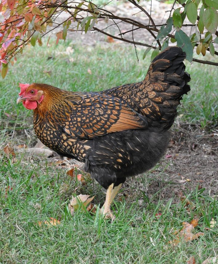 GOLDEN LACED WYANDOTTE.  (Accepting Preorders for 2024)